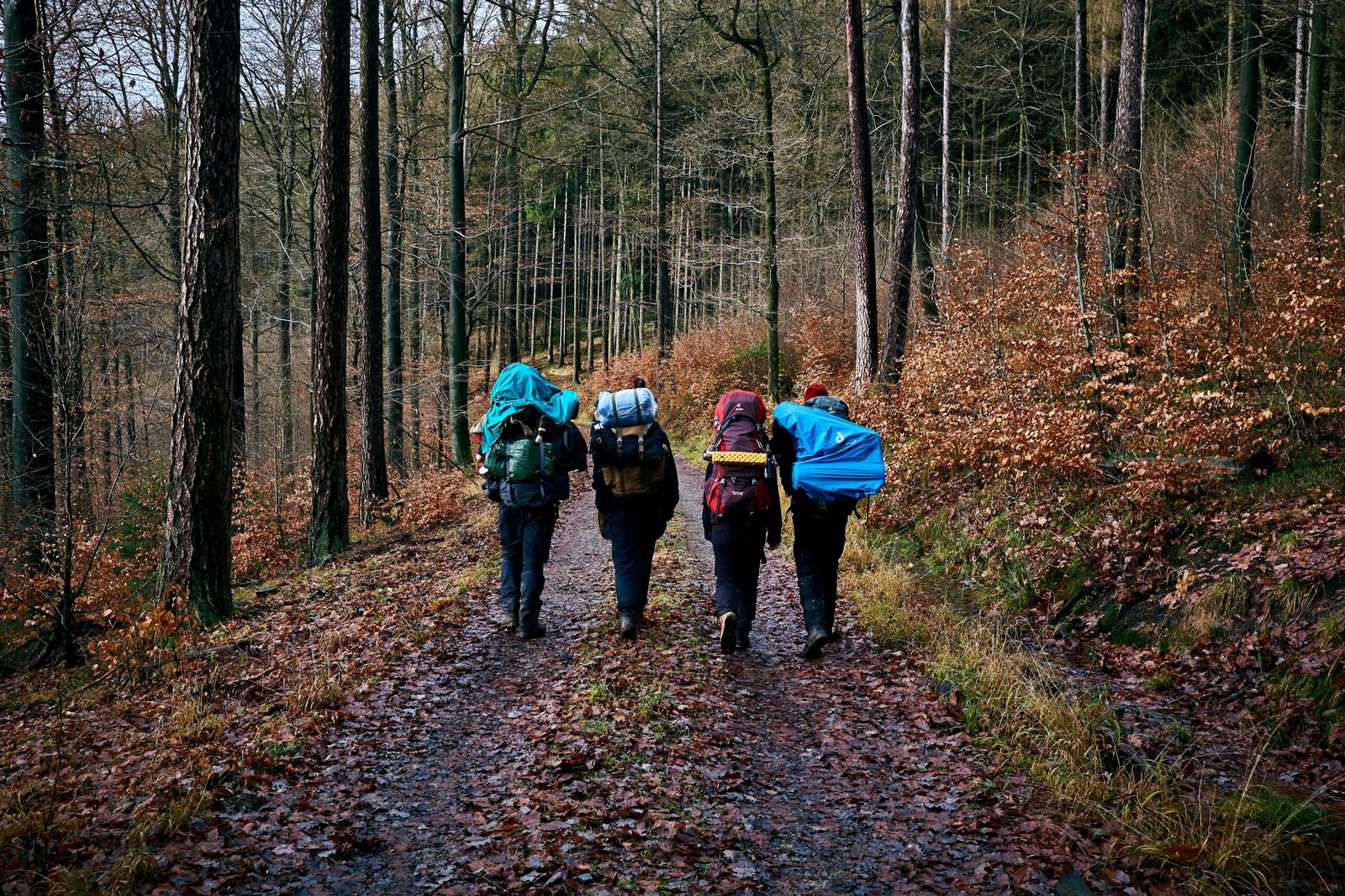 people walking on dirt road between trees during daytime